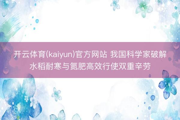 开云体育(kaiyun)官方网站 我国科学家破解水稻耐寒与氮肥高效行使双重辛劳